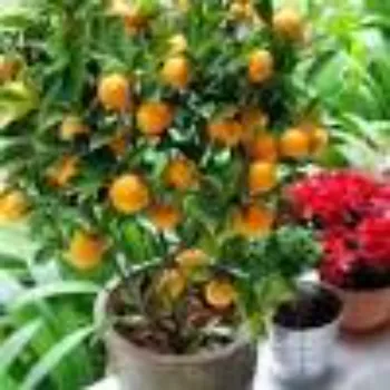 Natural Orange Plant